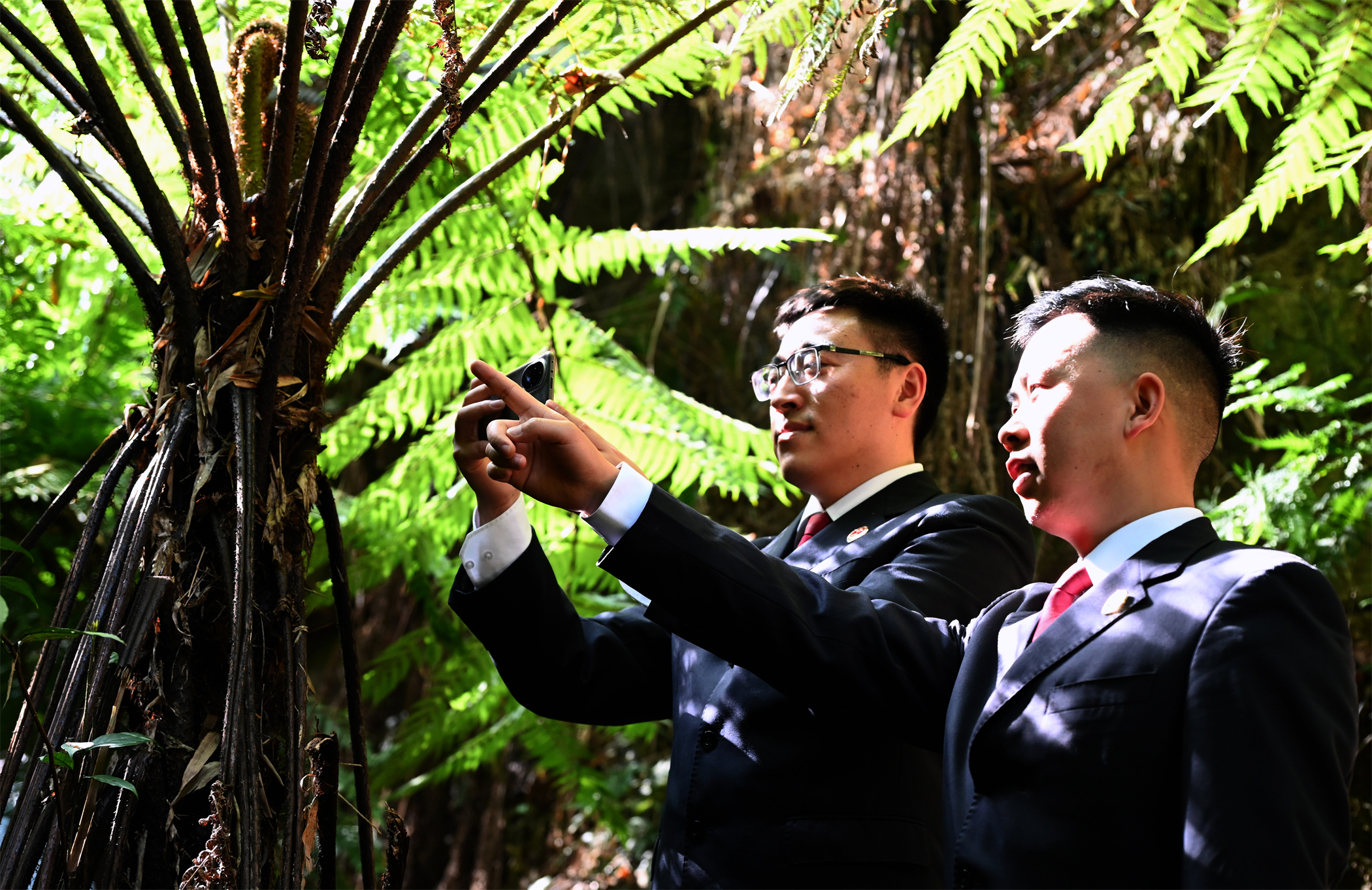 巴渝检影丨涪陵：守护植物“活化石”（组图）