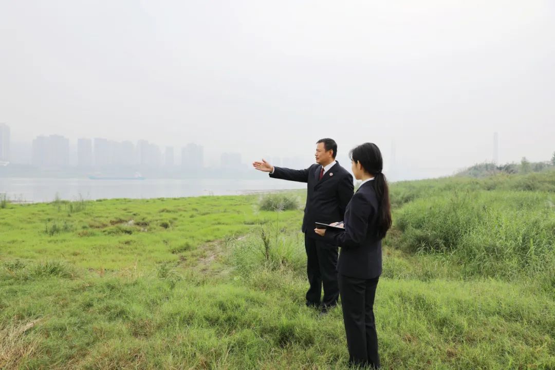 【长江生态检察官】九龙坡：消落带违规种植破坏生态，检察建议助力守护长江岸线