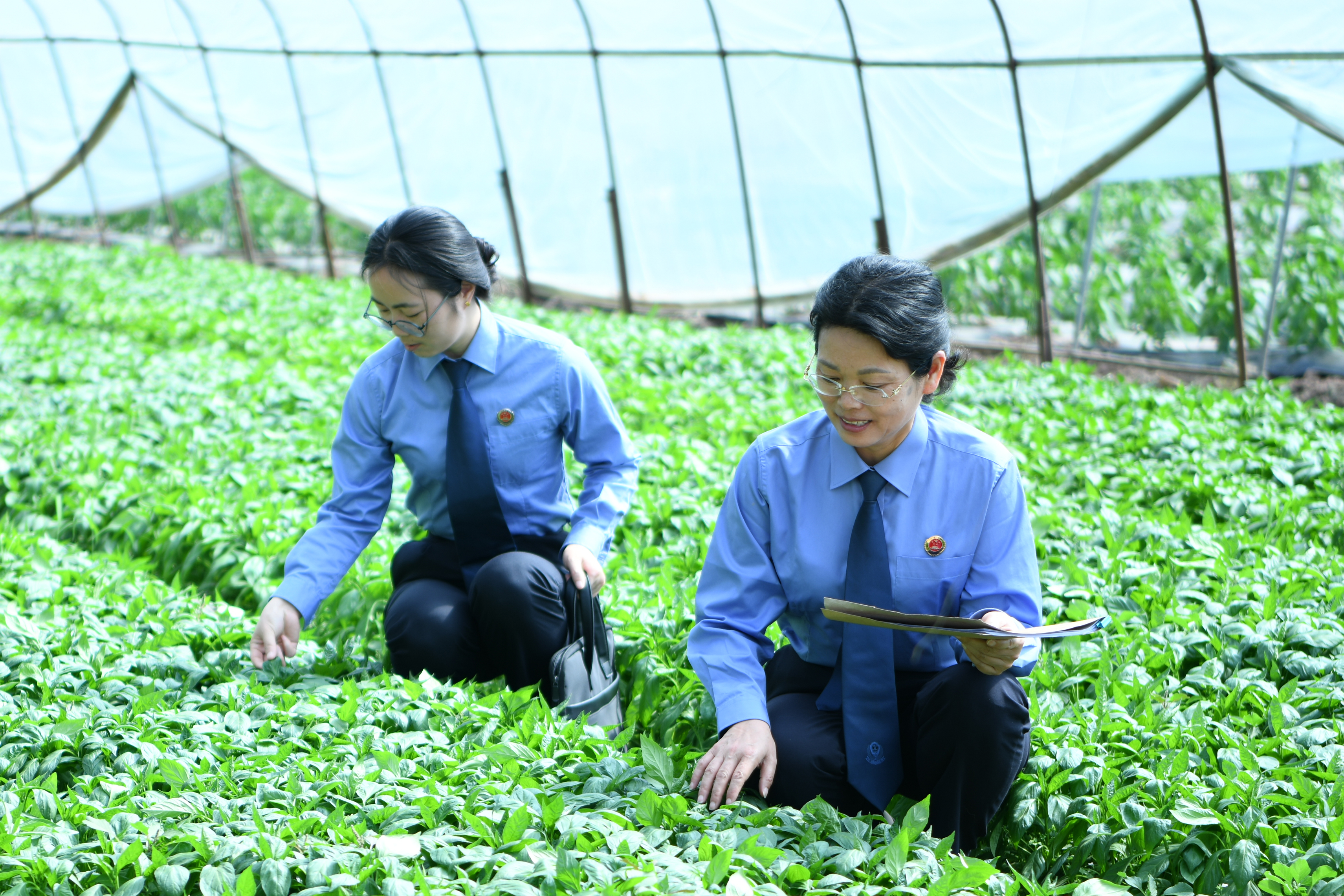 綦江：大棚里的双赢答卷